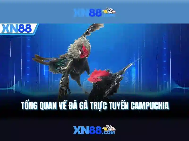 app xn88